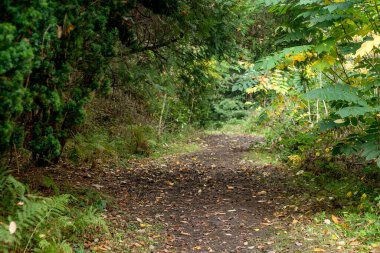 Vahşi bir ormanda yol
