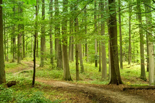 Convidando Caminho Uma Floresta Verde — Fotografia de Stock