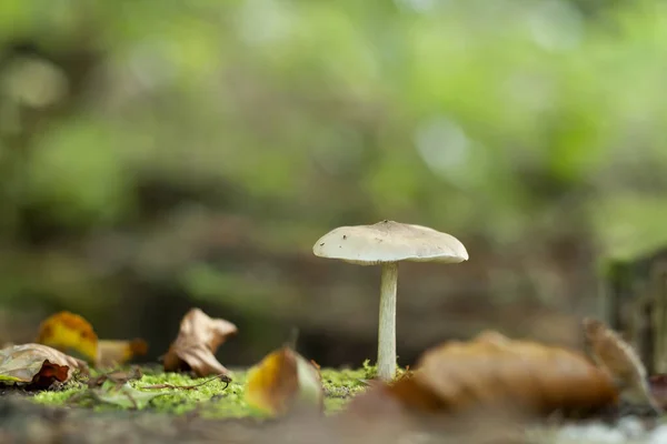Белый Гриб Растущий Осеннем Лесу Зеленый Абстрактный Бочек — стоковое фото