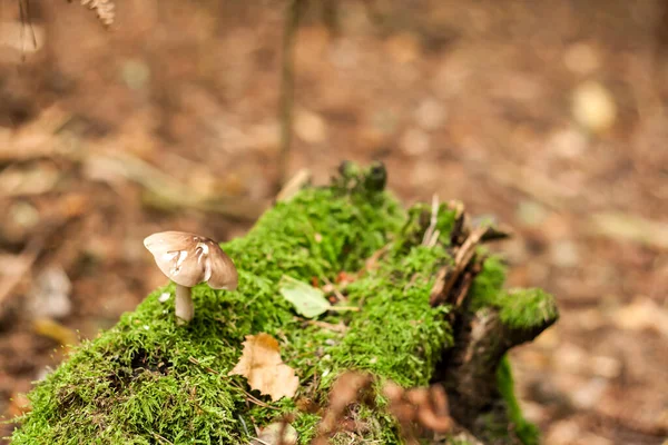 Pilz Wächst Auf Einem Totholz Das Mit Grünem Und Frischem — Stockfoto