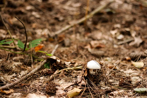 Cogumelo Branco Perfurando Solo Crescimento Branco Backgroun Outono — Fotografia de Stock