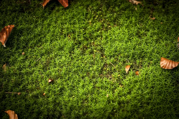 Hierba Verde Fondo Otoño — Foto de Stock