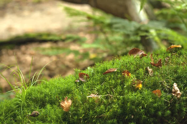 Vegetação Verde Floresta Grama Folhas Autum Natureza — Fotografia de Stock