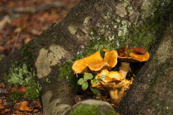金银花在秋天的森林里生长 — 图库照片