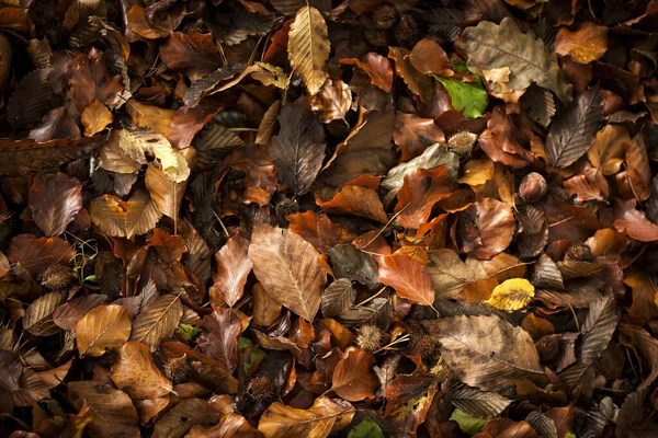 Осенние Листья Задний План — стоковое фото