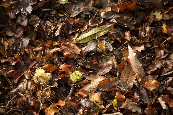 Цветной Осенний Фон Листьями Каштанами — стоковое фото
