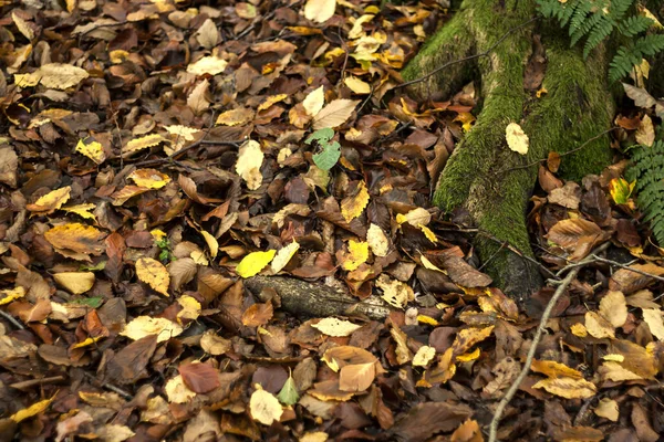 Herfst Natuur Achtergrond Met Bladeren Boomwortels Bedekt Van — Stockfoto