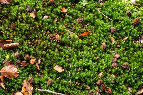 Groene Natuur Achtergrond Met Groene Tinny Planten Herfst Laat Een — Stockfoto