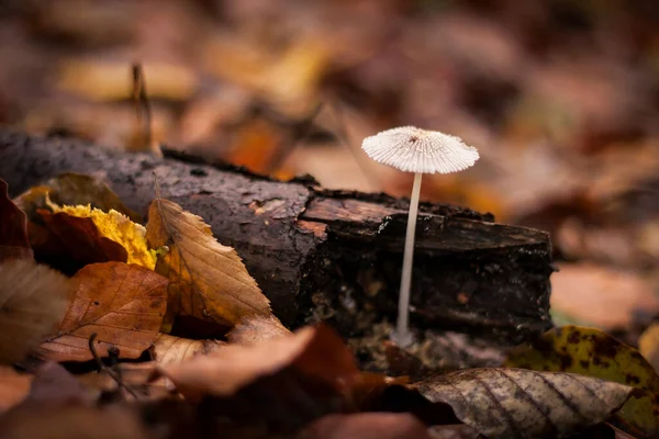 Hermoso Hongo Blanco Creciendo Bosque Otoño —  Fotos de Stock