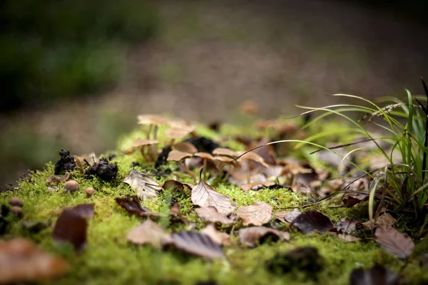 Fondo Naturaleza Otoño Con Moos Verdes Hojas Hierba Mus —  Fotos de Stock