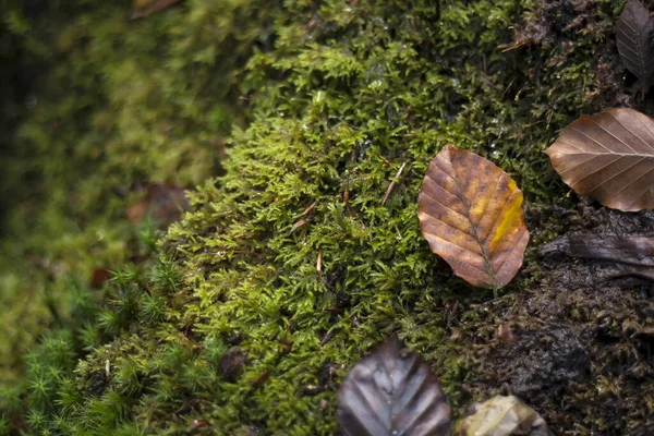 Natuur Minimale Achtergrond Met Herfst Bruine Bladeren Groen Nat — Stockfoto