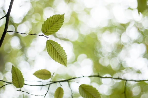 Ονειρική Φύση Φόντο Πράσινα Φύλλα Οξιάς Και Λευκό — Φωτογραφία Αρχείου