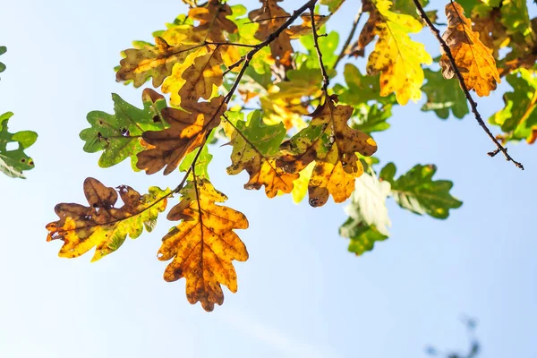 Hojas Roble Otoño —  Fotos de Stock