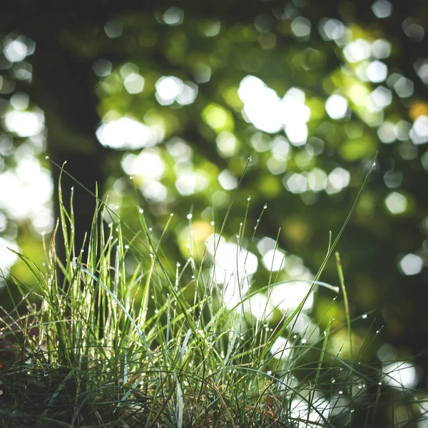 Abstrato Verde Natureza Fundo Com Brilho Bokeh Luzes — Fotografia de Stock