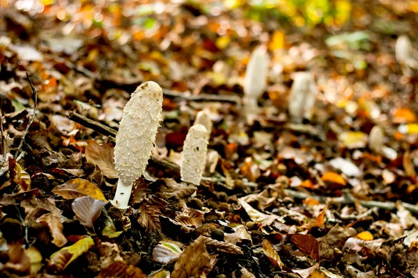 Verwundete Coprinus Comatus Pilze Wachsen Herbstwald — Stockfoto