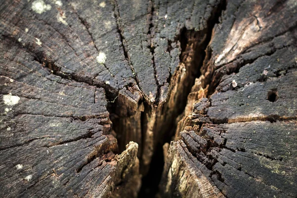 Трещины Древесине Природа Абстрактный Фон — стоковое фото