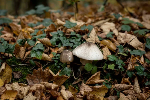 Wilde Pilze Wachsen Der Vegetation — Stockfoto