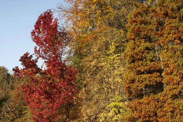 Árvores Coloridas Outono — Fotografia de Stock
