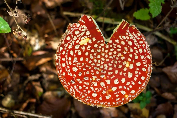 Amanita Muscaria Toadstool Cap — 图库照片