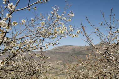 Valle del Jerte, Extramadura, İspanya 'da ilkbahar kiraz çiçekleri