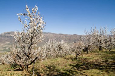 Valle del Jerte 'de kiraz çiçekleri, Extremadura, İspanya
