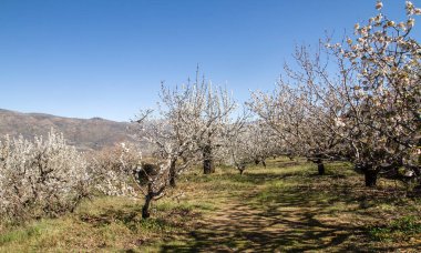 Valle del Jerte, Extremadura, İspanya 'da ilkbahar kiraz çiçekleri
