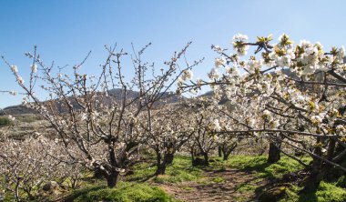 İspanya Valle del Jerte 'de ilkbahar kiraz çiçekleri