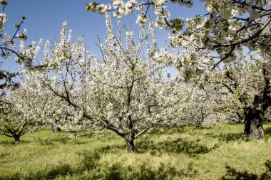 İlkbahar kiraz ağaçları Valle del Jerte, Extremadura, İspanya 'da açan beyaz çiçekler.