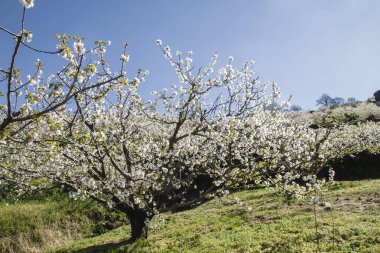 Valle del Jerte 'de kiraz çiçekleri, Extremadura, İspanya