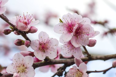 Detail of prunus persica pink flowers blooming in spring  clipart