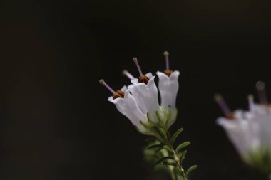 Erica Arborea 'nın ya da ağaç fundalığının detayları baharda açan beyaz çiçekler 