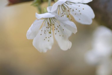 Kiraz çiçeklerinin ayrıntıları, kiraz ağacı baharda açan beyaz çiçekler. 