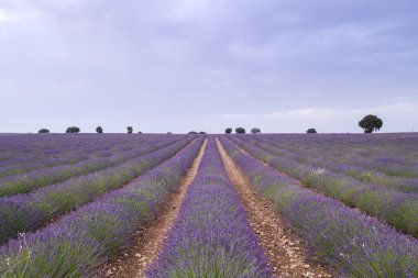 Brihuega, La Alacarria, İspanya 'da çiçek açan lavanta çiçekleri sıralanır