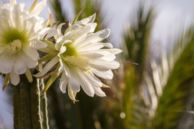 Çiçek açan San Pedro kaktüslerinin ayrıntıları. 