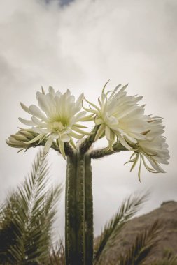 Çiçek açan San Pedro kaktüsü beyaz çiçekler 