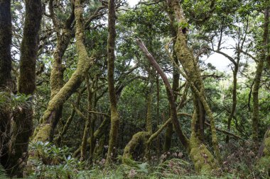 Garajonay Ulusal Parkı 'ndaki Mossy Laurel Ormanı, La Gomera 