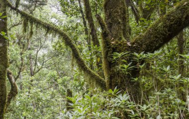 La Gomera 'daki Laurel Ormanı 