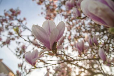 Manolya ağacının ayrıntıları. Çiçekler açıyor. 