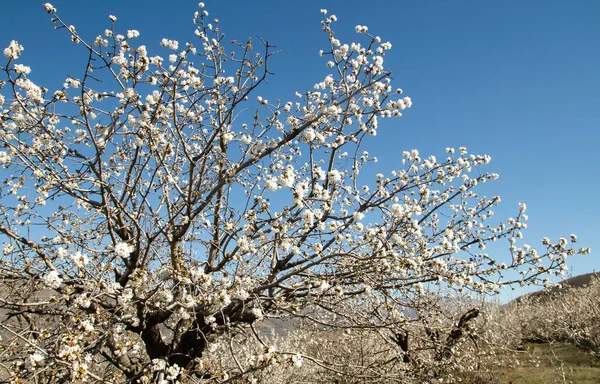 Springtime Cherry Trees Blooming Jerte Valley Extremadura Spain — Stock Photo, Image