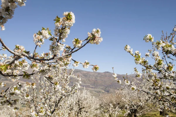 Άνοιξη Ανθίζει Κερασιάς Στο Valle Del Jerte Extremadura Ισπανία — Φωτογραφία Αρχείου
