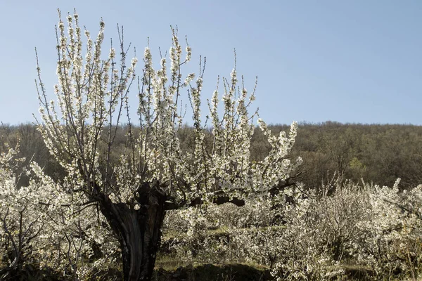 Alberi Ciliegi Primaverili Fiore Nella Valle Jerte Estremadura Spagna — Foto Stock