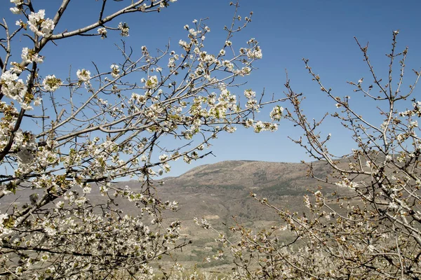 Άνοιξη Ανθίζει Κερασιάς Στο Valle Del Jerte Extramadura Ισπανία — Φωτογραφία Αρχείου
