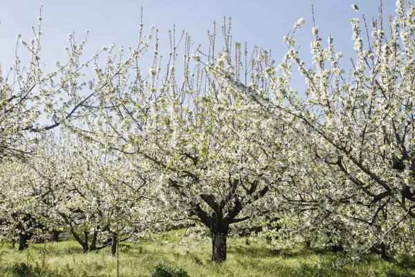 Άνοιξη Κερασιές Λευκά Λουλούδια Ανθίζουν Στο Valle Del Jerte Extremadura — Φωτογραφία Αρχείου