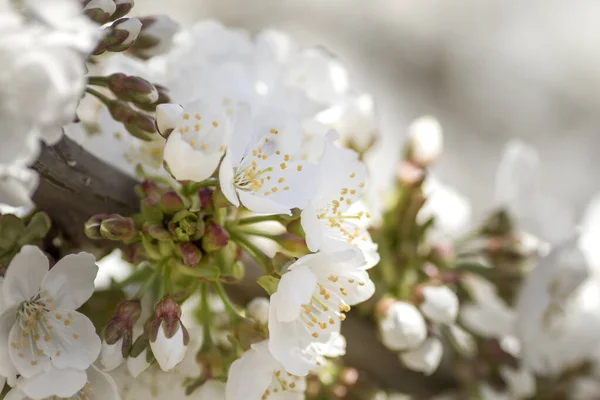 Detail Cherry Tree White Flowers Blooming Spring — Stock Photo, Image