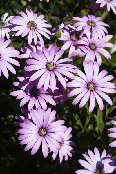 Glandular Cape Caléndula Flores Púrpuras Que Florecen Primavera —  Fotos de Stock