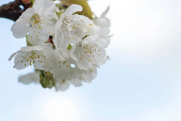 Detail Cherry Blossoms Cherry Tree White Flowers Blooming Spring — Stock Photo, Image