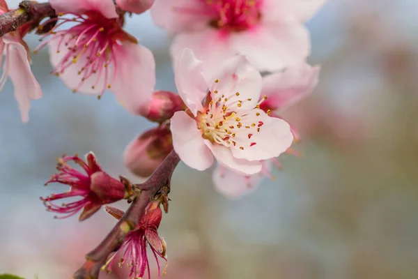 Деталь Кущових Персикових Рожевих Квітів Цвітуть Навесні — стокове фото