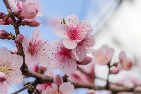 Detalhe Flores Rosa Prunus Persica Florescendo Primavera — Fotografia de Stock