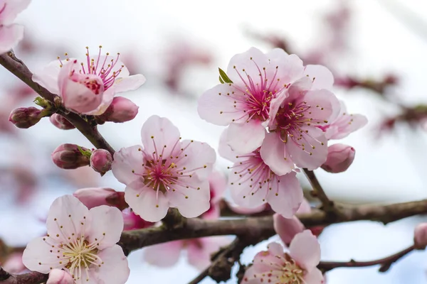 Szczegóły Śliwki Persica Różowe Kwiaty Kwitnące Wiosną — Zdjęcie stockowe