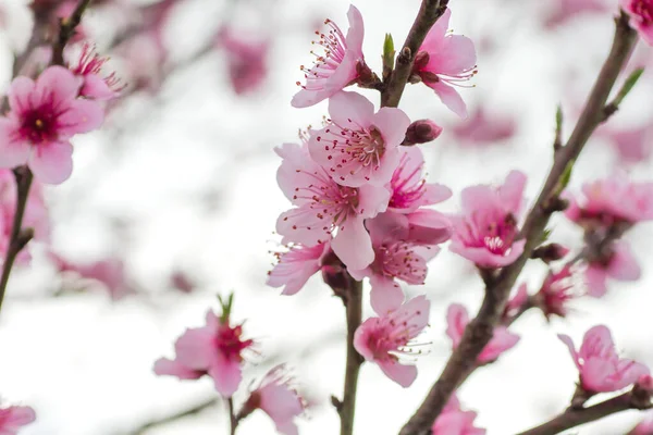 Lkbaharda Açan Erik Ağacı Pembesi Çiçeklerinin Ayrıntıları — Stok fotoğraf